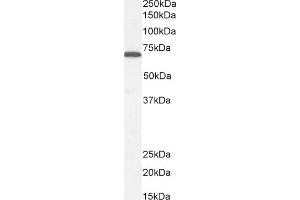 (ABIN185107) (0. (STXBP1 anticorps  (C-Term))