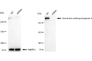 Western blotting analysis using Chondroitin sulfate proteoglycan 4 antibody (ABIN7799361).