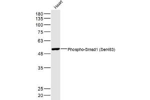 Mouse heart lysates probed with Phospho-Smad1 (Ser463) Polyclonal Antibody, Unconjugated  at 1:300 dilution and 4˚C overnight incubation. (SMAD1 anticorps  (pSer463))