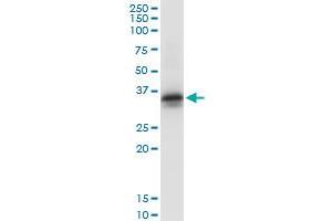 Immunoprecipitation of STX2 transfected lysate using anti-STX2 MaxPab rabbit polyclonal antibody and Protein A Magnetic Bead , and immunoblotted with STX2 purified MaxPab mouse polyclonal antibody (B01P) . (STX2 anticorps  (AA 1-287))