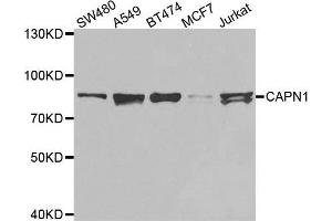 Western blot analysis of extracts of various cell lines, using CAPN1 antibody. (CAPNL1 anticorps  (AA 20-330))