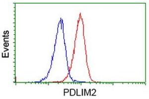 Image no. 3 for anti-PDZ and LIM Domain 2 (PDLIM2) antibody (ABIN1500128) (PDLIM2 anticorps)