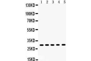 Anti- XBP Picoband antibody, Western blotting All lanes: Anti XBP1  at 0. (XBP1 anticorps  (N-Term))