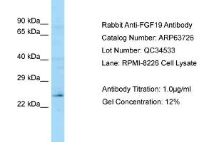 Western Blotting (WB) image for anti-Fibroblast Growth Factor 19 (FGF19) (C-Term) antibody (ABIN2789602) (FGF19 anticorps  (C-Term))