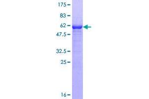 Protein Phosphatase 1, Regulatory (Inhibitor) Subunit 2 (PPP1R2) (AA 1-205) protein (GST tag)