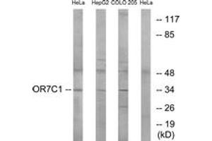Western blot analysis of extracts from HeLa/HepG2/COLO cells, using OR7C1 Antibody. (OR7C1 anticorps  (AA 199-248))