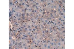 Used in DAB staining on fromalin fixed paraffin- embedded liver tissue (MST1 anticorps  (AA 489-716))