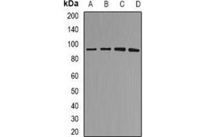 Western blot analysis of MDM2 expression in SHSY5Y (A), A549 (B), rat brain (C), rat lung (D) whole cell lysates. (MDM2 anticorps)