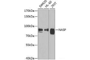 Western blot analysis of extracts of various cell lines using NASP Polyclonal Antibody at dilution of 1:1000. (NASP anticorps)