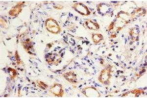 Immunohistochemistry of paraffin-embedded human kidney tissue using ABIN7157681 at dilution of 1:50