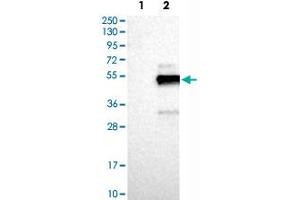 Western Blot analysis of Lane 1: negative control (vector only transfected HEK293T cell lysate) and Lane 2: over-expression lysate (co-expressed with a C-terminal myc-DDK tag in mammalian HEK293T cells) with FAIM3 polyclonal antibody . (FAIM3 anticorps)