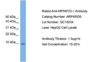 WB Suggested Anti-KRTAP23-1  Antibody Titration: 0.