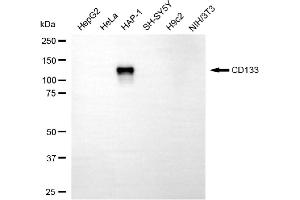 Western blotting analysis using CD133 antibody (ABIN7800959). (Recombinant Prominin anticorps)