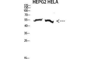 Western Blot (WB) analysis of HepG2 HeLa cells using Antibody diluted at 2000. (alpha-Tubulin 3C/D/E (C-Term) anticorps)