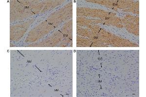 Immunohistochemical studies with an anti-FFA4 antibody on porcine lower esophageal sphincter.