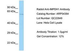 Image no. 1 for anti-Inosine 5'-Phosphate Dehydrogenase 1 (IMPDH1) (AA 479-528) antibody (ABIN6749929) (IMPDH1 anticorps  (AA 479-528))