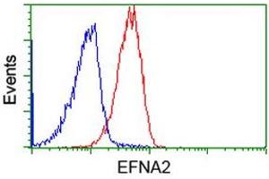 Image no. 3 for anti-Ephrin A2 (EFNA2) antibody (ABIN1497952) (Ephrin A2 anticorps)
