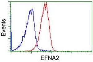 Image no. 3 for anti-Ephrin A2 (EFNA2) antibody (ABIN1497952)