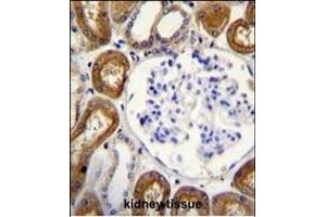 OPN-a/b Antibody (N-term) (ABIN655514 and ABIN2845029) immunohistochemistry analysis in formalin fixed and paraffin embedded human kidney tissue followed by peroxidase conjugation of the secondary antibody and DAB staining. (OPN-A,b (AA 14-40), (N-Term) anticorps)