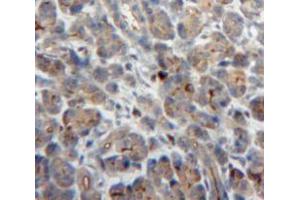 IHC-P analysis of Pancreas tissue, with DAB staining. (NCF2 anticorps  (AA 355-526))