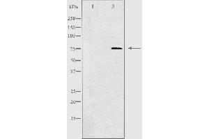 Western blot analysis of extracts from HepG2 cells , using CLIP4antibody. (CLIP4 anticorps  (Internal Region))