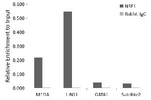 Chromatin immunoprecipitation analysis of extracts of HepG2 cells, using NRF1 antibody (ABIN7269022) and rabbit IgG.