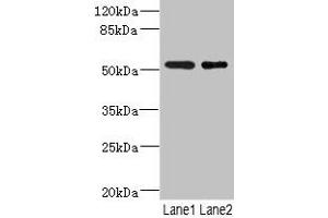 Western blot All lanes: RXFP3 antibody at 3. (Relaxin 3 Receptor 1 anticorps  (AA 1-80))