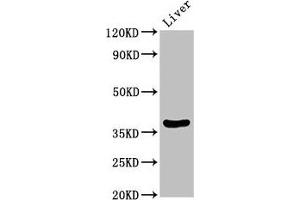 Western Blot Positive WB detected in: Rat liver tissue All lanes: DDO antibody at 3. (DDO anticorps  (AA 37-161))
