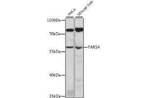 Western blot analysis of extracts of various cell lines, using FARSA antibody (ABIN7269266) at 1:1000 dilution. (Phenylalanyl-tRNA Synthetase, alpha Subunit (FARSA) (AA 210-486) anticorps)
