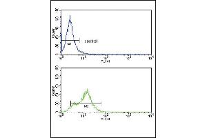 ACVRL1 Antibody (C-term) (ABIN392242 and ABIN2841933) flow cytometry analysis of HepG2 cells (bottom histogram) compared to a negative control cell (top histogram).