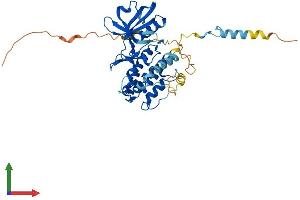 AlphaFold protein structure predicition of Mouse Recombinant Mapkapk3 Protein, UniprotID Q3UMW7