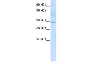 WB Suggested Anti-SIRT3 Antibody   Titration: 5 ug/ml   Positive Control: Fetal thymus (SIRT3 anticorps  (C-Term))