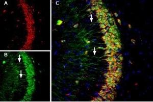 Multiplex staining of Calnexin and Presenilin-1 in mouse hippocampus - Immunohistochemical staining of perfusion-fixed frozen mouse hippocampal sections using Anti-Presenilin-1-ATTO Fluor-488 Antibody (ABIN7043553), (1:60) and Anti-Calnexin-ATTO Fluor-594 Antibody (ABIN7043022), (1:60).