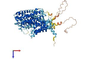 AlphaFold protein structure predicition of Mouse Recombinant Slc7a4 Protein, UniprotID Q8BLQ7