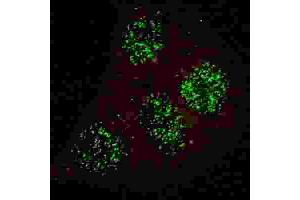 Immunofluorescence (IF) image for anti-GATA Binding Protein 6 (GATA6) (pTyr271) antibody (ABIN3001951) (GATA6 anticorps  (pTyr271))