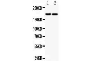 Anti-Laminin Picoband antibody,  All lanes: Anti Laminin  at 0.