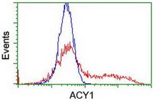 HEK293T cells transfected with either RC201284 overexpress plasmid (Red) or empty vector control plasmid (Blue) were immunostained by anti-ACY1 antibody (ABIN2454790), and then analyzed by flow cytometry. (Aminoacylase 1 anticorps)