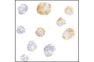 Immunocytochemistry of KIF5 in K562 cells with this product at 5 μg/ml.