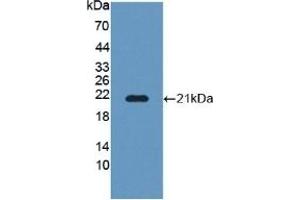 Detection of Recombinant POFUT1, Human using Polyclonal Antibody to Protein O-Fucosyltransferase 1 (POFUT1) (POFUT1 anticorps  (AA 238-388))