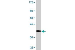 Western Blot detection against Immunogen (35.