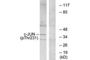 Western Blotting (WB) image for anti-Jun Proto-Oncogene (JUN) (AA 201-250), (pThr231) antibody (ABIN482169) (C-JUN anticorps  (pThr231))