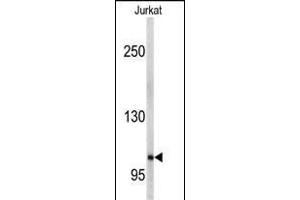 Western blot analysis of anti-EphA5 Antibody (C-term) (ABIN391893 and ABIN2841712) in Jurkat cell line lysates (35 μg/lane). (EPH Receptor A5 anticorps  (C-Term))