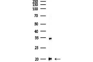 anti-Ribosomal Protein L27 (RPL27) (Internal Region) antibody
