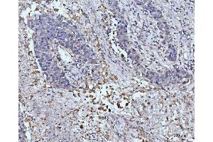IHC analysis of GLUL using anti-GLUL antibody (ABIN7602403). (GLUL anticorps  (AA 74-373))