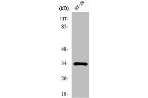 Western Blot analysis of HT29 cells using HoxB4 Polyclonal Antibody (HOXB4 anticorps  (Internal Region))