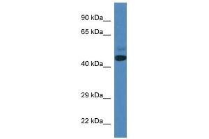 Western Blot showing SPRYD3 antibody used at a concentration of 1 ug/ml against Fetal Heart Lysate (SPRYD3 anticorps  (N-Term))