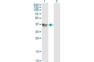 Western Blot analysis of SH3GLB1 expression in transfected 293T cell line by SH3GLB1 monoclonal antibody (M01), clone 1B3-A5.