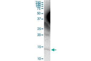 APOC4 MaxPab rabbit polyclonal antibody.