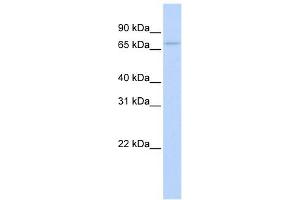 RBM35B antibody used at 1 ug/ml to detect target protein. (ESRP2 anticorps  (N-Term))