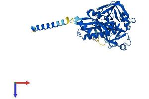 AlphaFold protein structure predicition of Mouse Recombinant Tmprss11b Protein, UniprotID Q14C59